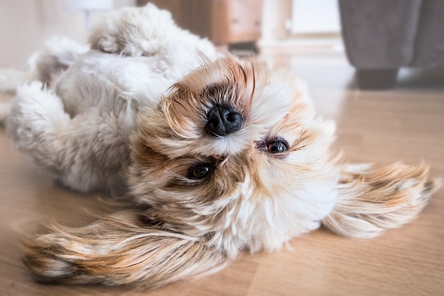 5 tips til at undgå kedsomhed hos dit kæledyr
