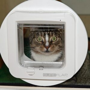 Kattelem bedst i test: Hvordan sikrer du optimal frihed og sikkerhed for din kat?