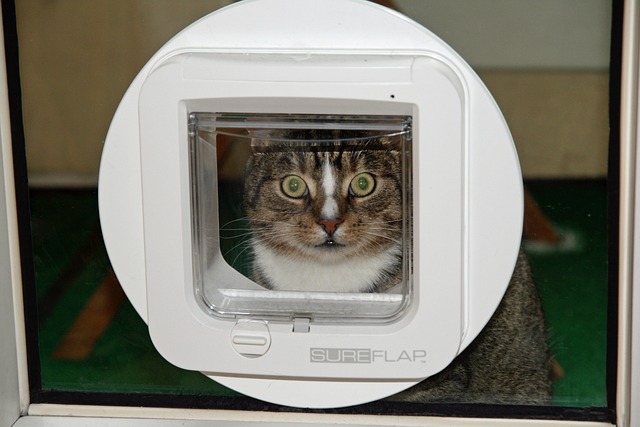 Kattelem bedst i test: Hvordan sikrer du optimal frihed og sikkerhed for din kat?
