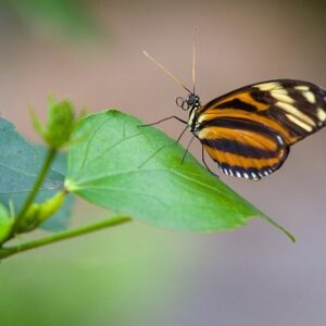 Udendørs oaser: Inspiration til altaner, terrasser og haver