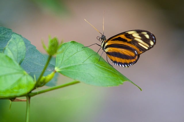 Udendørs oaser: Inspiration til altaner, terrasser og haver